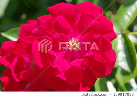 紅玫瑰花 紅玫瑰花 139917096