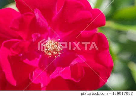 紅玫瑰花 紅玫瑰花 139917097