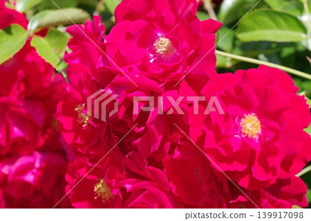 紅色玫瑰花 紅色玫瑰花 139917098
