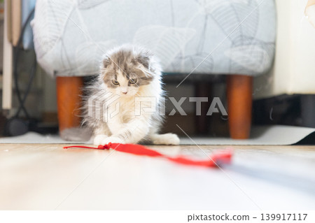 Scottish Fold kitten playing with a red ribbon Scottish Fold kitten playing with a red ribbon 139917117