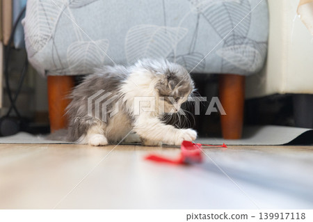 Scottish Fold kitten playing with a red ribbon 139917118