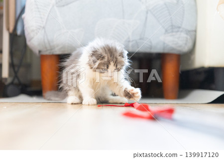 Scottish Fold kitten playing with a red ribbon 139917120