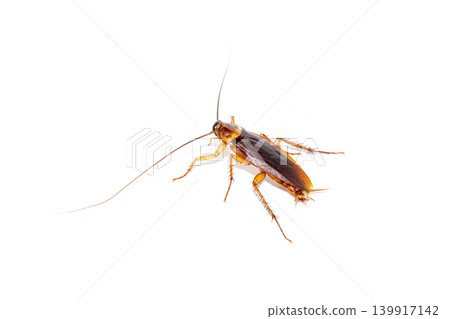 Close up of Cockroach isolated on white background for pest control service and household hygiene concept Close up of Cockroach isolated on white background for pest control service and household hygiene concept 139917142