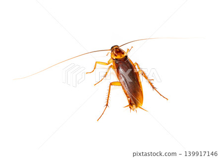 Close up of Cockroach isolated on white background for pest control service and household hygiene concept 139917146