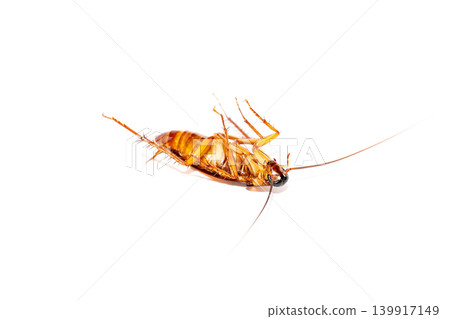 Dead cockroach lying upside down on a white background, household pest control concept Dead cockroach lying upside down on a white background, household pest control concept 139917149