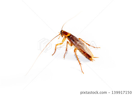 Close up of Cockroach isolated on white background for pest control service and household hygiene concept Close up of Cockroach isolated on white background for pest control service and household hygiene concept 139917150