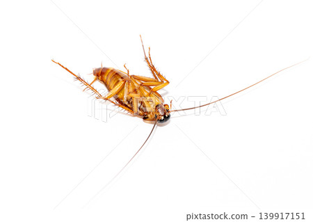Dead cockroach lying upside down on a white background, household pest control concept 139917151