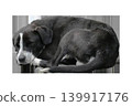 Homeless black and white dog sleeping curled up, poor stray mixed breed pet resting isolated on transparent background. High quality photo 139917176