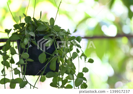 Hanging plant, green leaf, trailing vine, indoor garden, potted plant, natural light, home decor lush foliage cascade soft Hanging plant, green leaf, trailing vine, indoor garden, potted plant, natural light, home decor lush foliage cascade soft 139917237