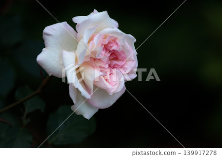 Colorful roses that heal the hearts of many people Colorful roses that heal the hearts of many people 139917278