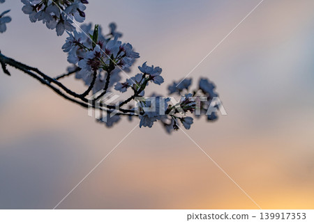 [Katsuura Cherry Blossom Festival] Cherry blossoms at dusk 139917353
