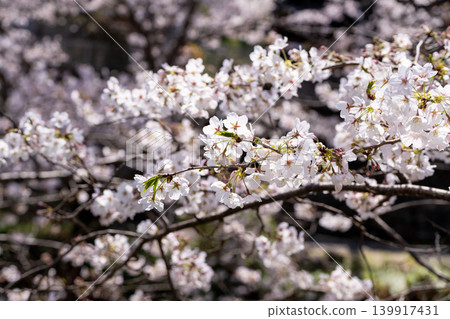 [Katsuura Cherry Blossom Festival] Cherry blossoms in full bloom 139917431