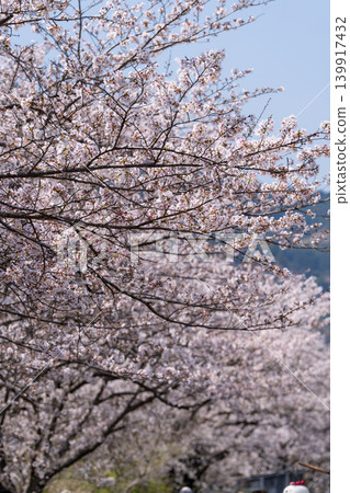 [Katsuura Cherry Blossom Festival] Cherry blossoms in full bloom 139917432