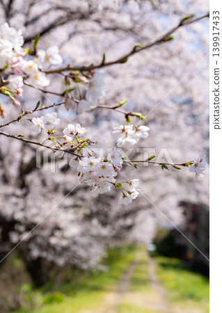 [Katsuura Cherry Blossom Festival] Cherry blossoms in full bloom 139917433