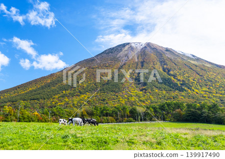 秋色正濃的大山山上,牛群在大山牧場牛奶村附近悠閒地吃草。 秋色正濃的大山山上,牛群在大山牧場牛奶村附近悠閒地吃草。 139917490