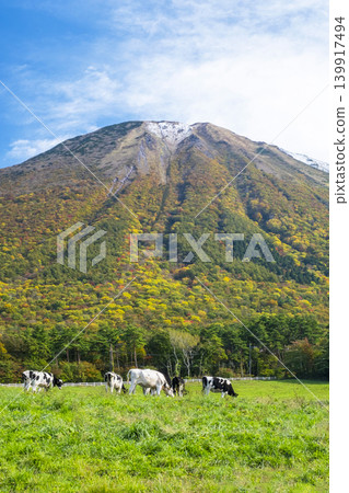 Cows grazing on Mt. Daisen in autumn colors near Mt. Daisen Makiba Milk Village 139917494