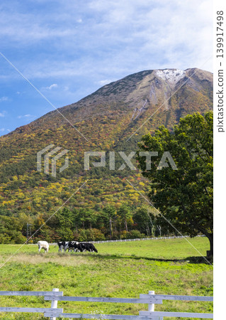 Cows grazing on Mt. Daisen in autumn colors near Mt. Daisen Makiba Milk Village Cows grazing on Mt. Daisen in autumn colors near Mt. Daisen Makiba Milk Village 139917498