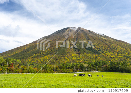 秋色正濃的大山山上,牛群在大山牧場牛奶村附近悠閒地吃草。 秋色正濃的大山山上,牛群在大山牧場牛奶村附近悠閒地吃草。 139917499