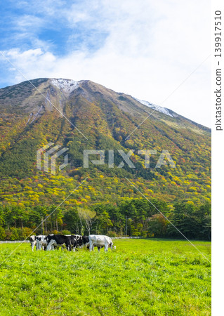 秋色正濃的大山山上,牛群在大山牧場牛奶村附近悠閒地吃草。 秋色正濃的大山山上,牛群在大山牧場牛奶村附近悠閒地吃草。 139917510