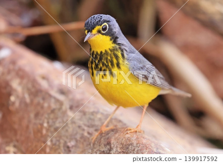 Canada Warbler perched on a stone in the forest, Quebec 139917592