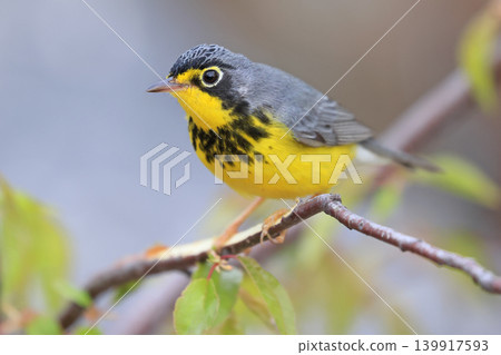 Canada Warbler perched on a branch in the forest Canada Warbler perched on a branch in the forest 139917593