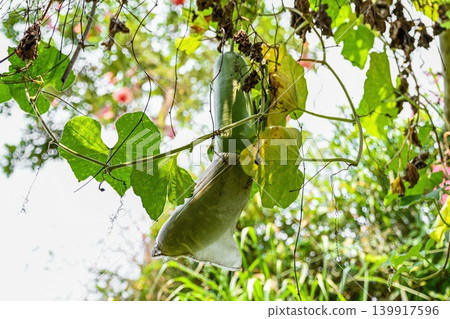Large green bottle gourd fruit growing on a climbing vine in a protective mesh bag in a tropical garden in Vietnam Large green bottle gourd fruit growing on a climbing vine in a protective mesh bag in a tropical garden in Vietnam 139917596