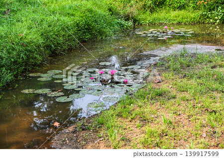 Beautiful pink water lily flowers blooming in a natural pond surrounded by green grass in a tropical garden in Vietnam Beautiful pink water lily flowers blooming in a natural pond surrounded by green grass in a tropical garden in Vietnam 139917599