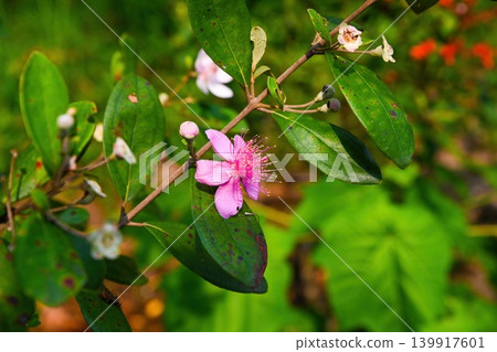 Beautiful rhodomyrtus tomentosa flower blooming on a branch surrounded by green leaves in tropical Vietnam garden 139917601