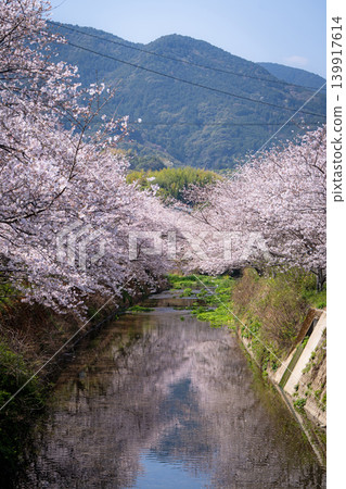 [Katsuura Cherry Blossom Festival] Cherry blossoms in full bloom reflected on the river surface 139917614