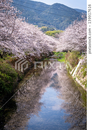 [Katsuura Cherry Blossom Festival] Cherry blossoms in full bloom reflected on the river surface 139917616