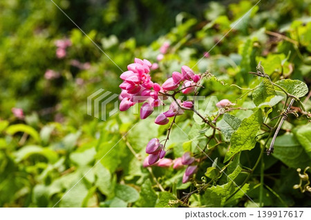 Beautiful antigonon leptopus flowers blooming on a climbing vine surrounded by fresh green leaves in Vietnam garden Beautiful antigonon leptopus flowers blooming on a climbing vine surrounded by fresh green leaves in Vietnam garden 139917617