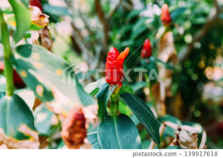 Bright red costus woodsonii flower blooming on a green stem surrounded by lush leaves in tropical garden in Vietnam 139917618