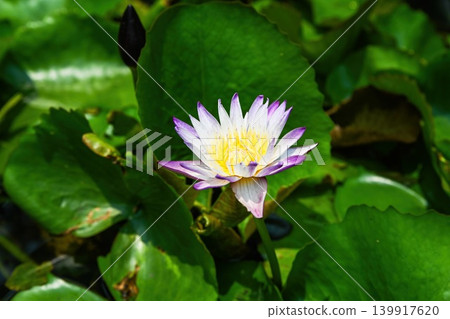Beautiful multicolored water lily flower blooming in a pond surrounded by large green leaves in a garden in Vietnam Beautiful multicolored water lily flower blooming in a pond surrounded by large green leaves in a garden in Vietnam 139917620
