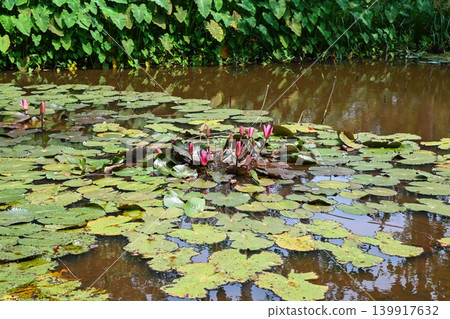 Beautiful pink water lily flowers blooming in a natural pond with green leaves near My Son Sanctuary complex in Vietnam 139917632