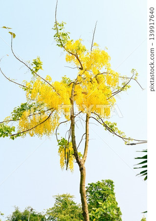 Beautiful blooming yellow cassia fistula shower tree with bright flowers against a clear sky outdoors Beautiful blooming yellow cassia fistula shower tree with bright flowers against a clear sky outdoors 139917640