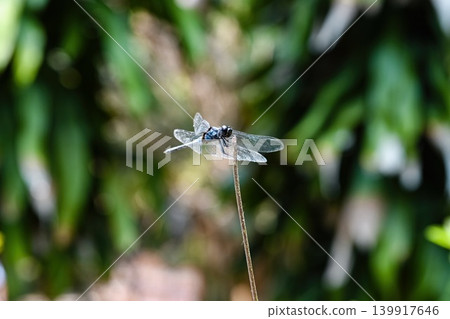 Blue dragonfly orthetrum albistylum sitting on a dry branch with green leaves bokeh background in Vietnam Blue dragonfly orthetrum albistylum sitting on a dry branch with green leaves bokeh background in Vietnam 139917646