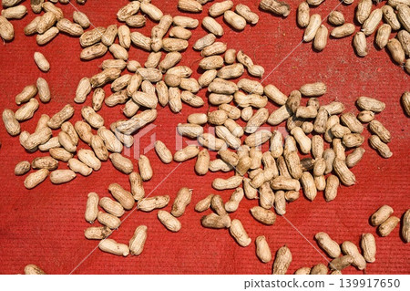 Raw peanuts in shells drying on a bright red fabric mat under direct hot sunlight at a local temple garden in Vietnam Raw peanuts in shells drying on a bright red fabric mat under direct hot sunlight at a local temple garden in Vietnam 139917650