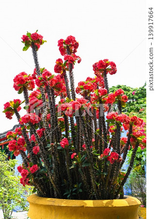 Beautiful blooming red crown of thorns euphorbia milii flowers growing in a yellow clay pot outdoors Beautiful blooming red crown of thorns euphorbia milii flowers growing in a yellow clay pot outdoors 139917664