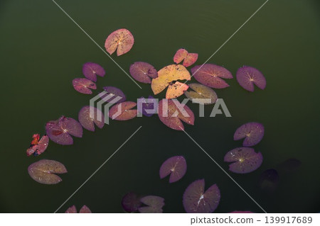 High angle view of colorful purple and yellow water lily pads floating on a calm dark pond surface outdoors High angle view of colorful purple and yellow water lily pads floating on a calm dark pond surface outdoors 139917689