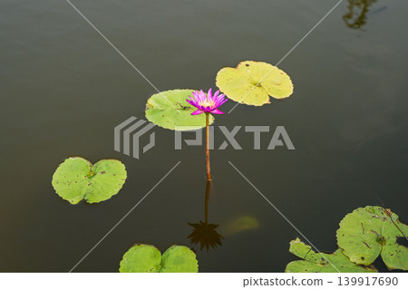 Single blooming pink lotus flower with green water lily pads floating on a calm pond surface outdoors 139917690