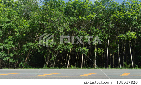Panoramic landscape view of an asphalt road stretching horizontally across the frame. Vibrant green ruber trees forest stands directly behind the road under a bright daytime sky. Panoramic landscape view of an asphalt road stretching horizontally across the frame. Vibrant green ruber trees forest stands directly behind the road under a bright daytime sky. 139917826