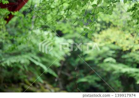 木葉特寫 木葉特寫 139917974