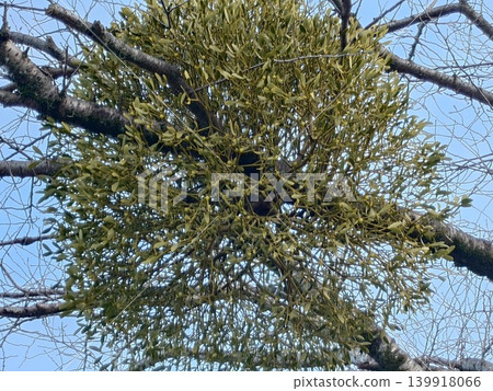 A tree that parasitizes cherry trees 139918066