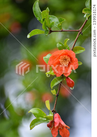 Pomegranate flower 139918174