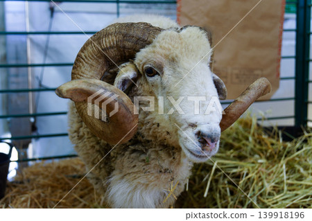 Ram with large curved horns resting in barn hay Ram with large curved horns resting in barn hay 139918196