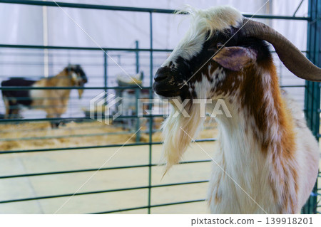 Domestic goat with horns and beard in pen Domestic goat with horns and beard in pen 139918201