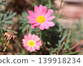 Early summer flower 139918234