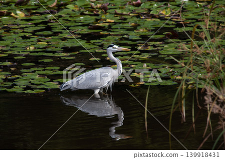 Gray heron in the water mirror Gray heron in the water mirror 139918431