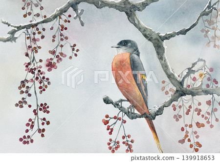 Winter bird: Blue Rock Thrush 139918653