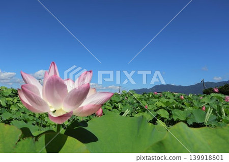 山巒與蓮花 139918801